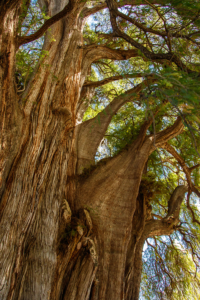 Mexico’s Oaxaca State has an exceptionally wide biological diversity, with the road helping draw tourism (© Roussien | Dreamstime.com)